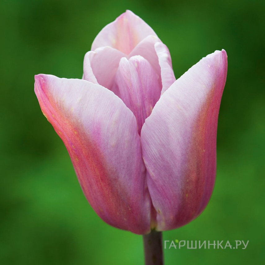 Тюльпан Мистрес Мистик Триумф 5шт 