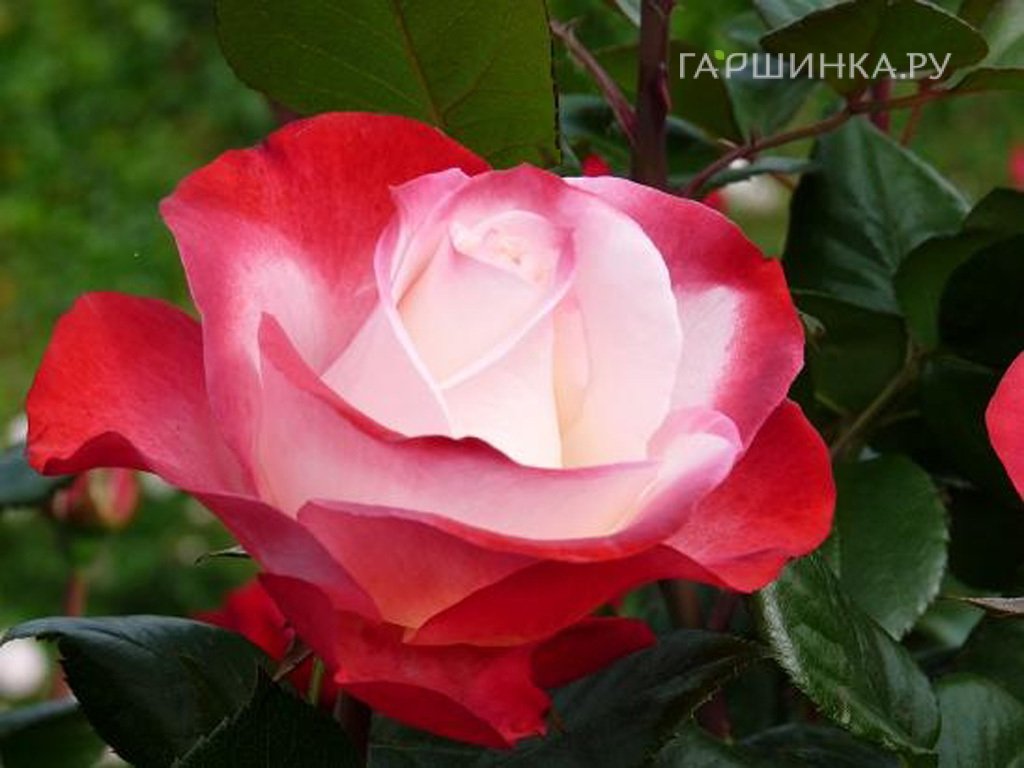 Роза Ностальжи чайно-гибридная, Тантау