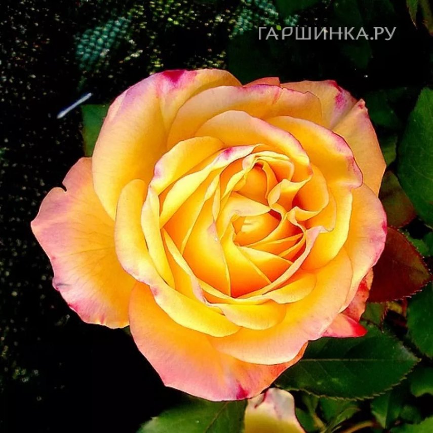 Роза Мишка