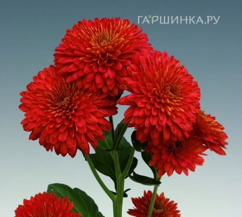 Хризантема Майола