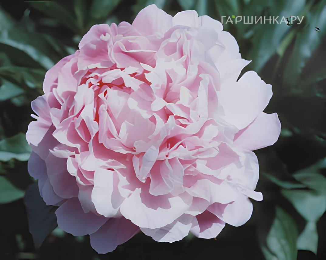 Пион Платье для девушки розово-голубой