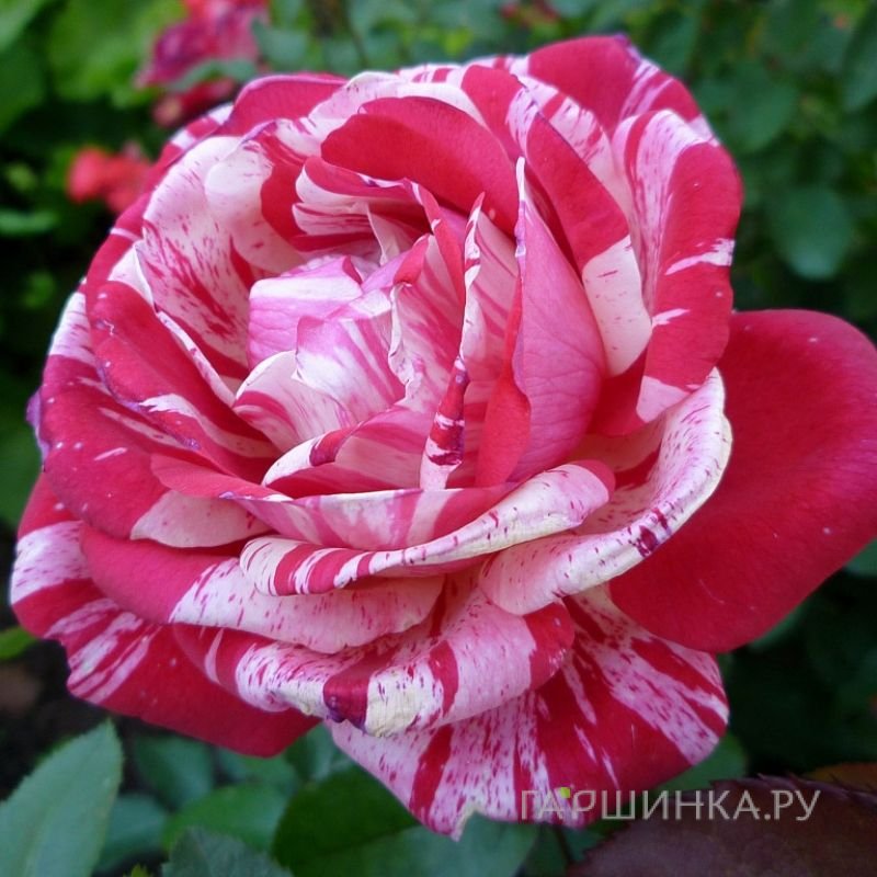 Роза Абракадабра флорибунда, Кордес