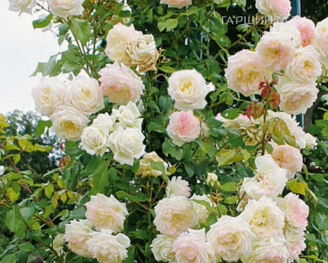 Роза Аляска плетистая, Кордес (лиц)