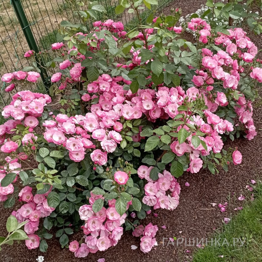 Роза Анжела флорибунда, Кордес