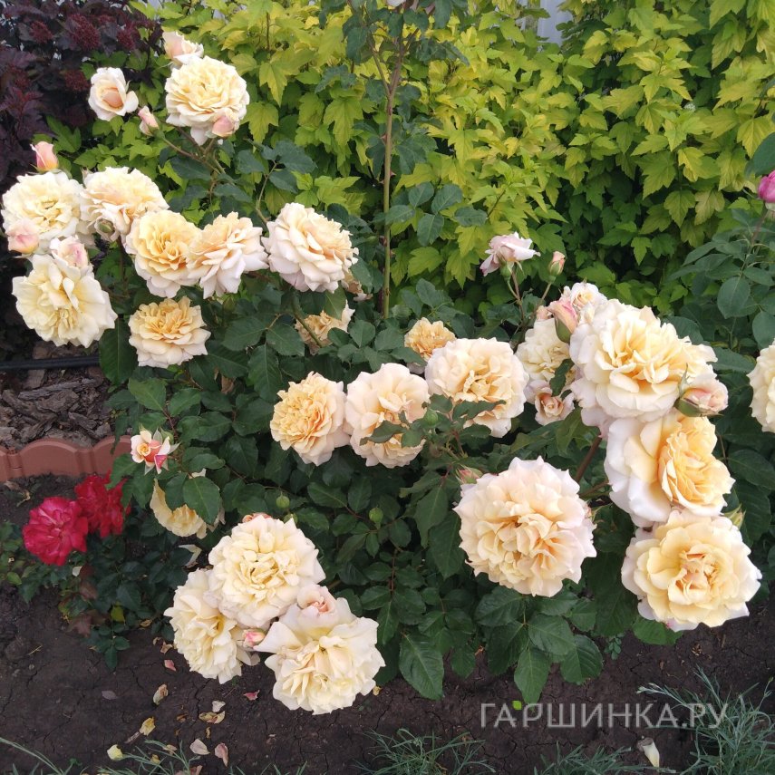 Роза Карамелла шраб, Топалович