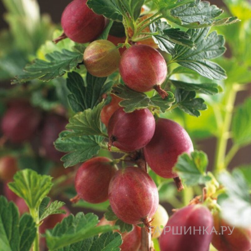 Крыжовник Хиномаки красный