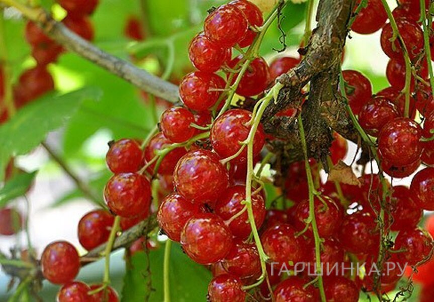 Смородина Мармеладница красная