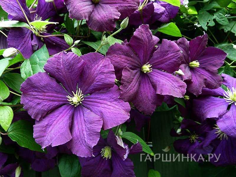 Клематис Этуаль Виолет (Фиолетовая звезда) крупноцветковый (3)