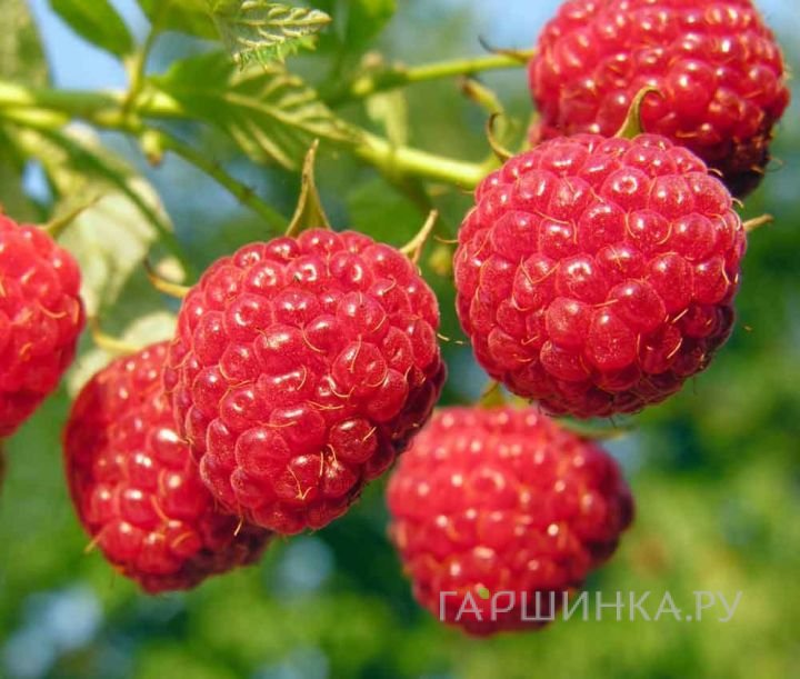 Малина Глен Ампл бесшипная