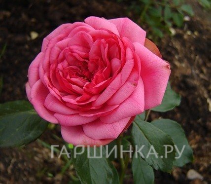 Роза Гете Роуз чайно-гибридная, Тантау