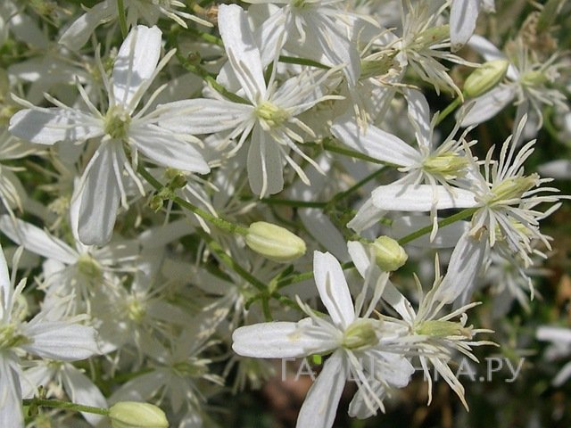 Клематис Фламмула (3)