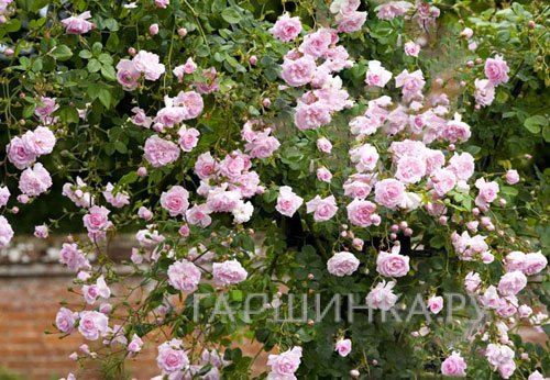 Роза Нью Даун плетистая, Топалович