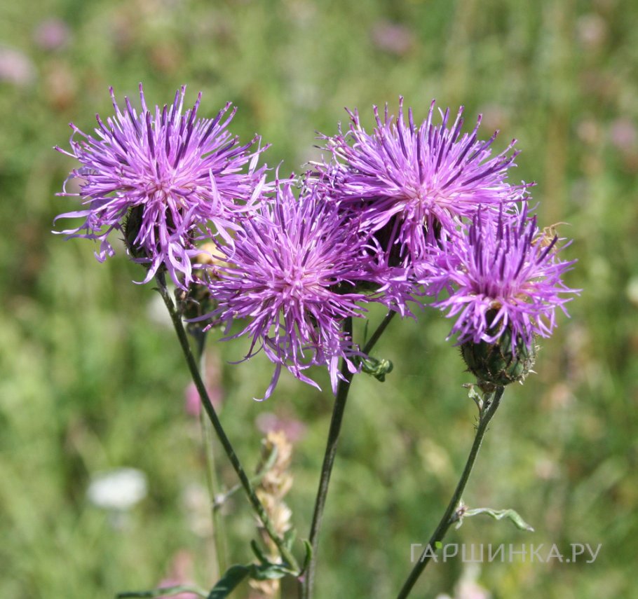 Василек Centaurea Scabiosa  NEW!