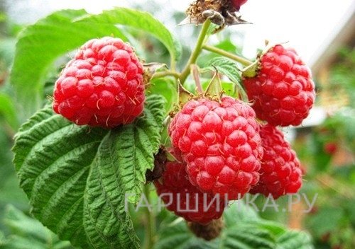 Малина красная Любетовская