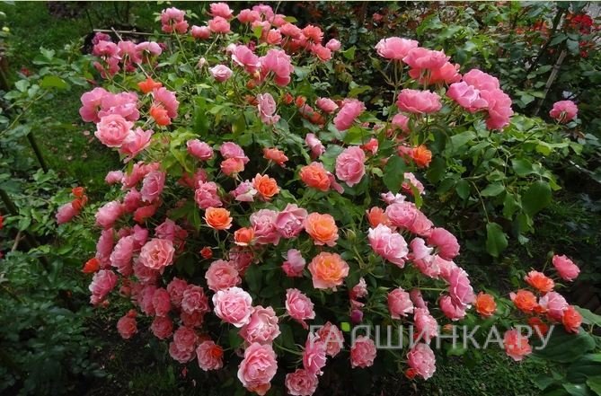Роза Жан Кокто флорибунда, Топалович
