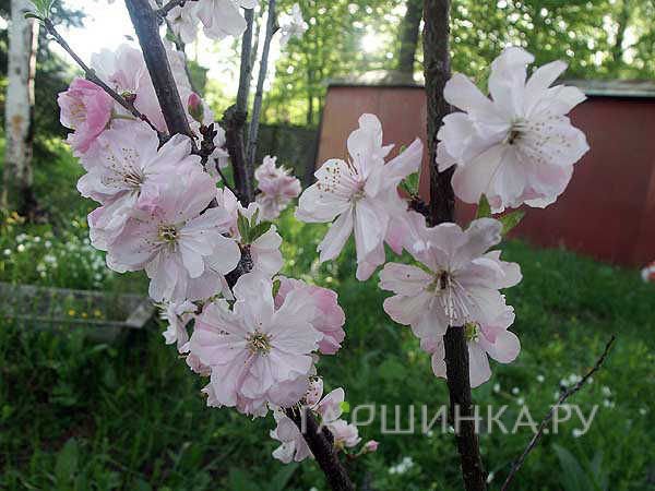 Миндаль Веснянка