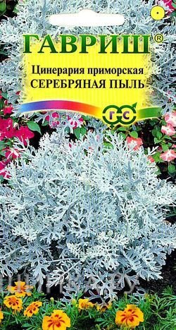 Семена Цинерария Серебряная пыль 0,1г