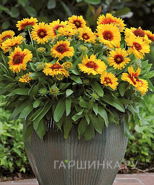 Гайлардия Меза Брайт Колор