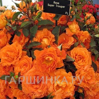 Роза Супер Трупер флорибунда, Топалович
