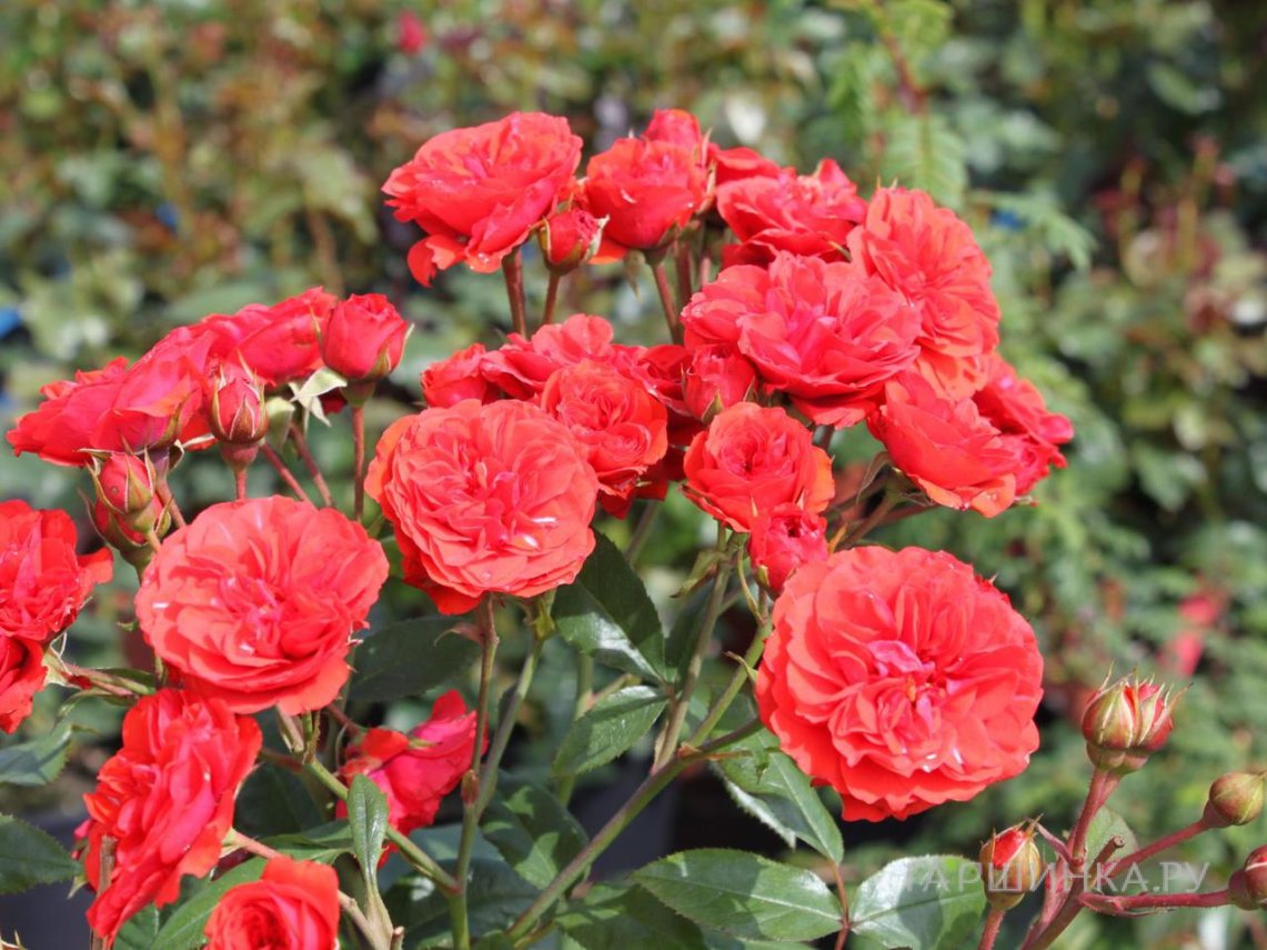 Роза Джингер миниатюрная, Imperial Rose