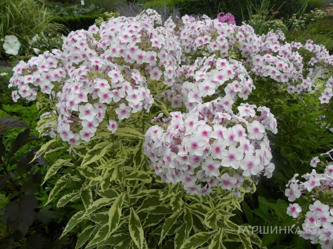 Флокс Крем де ла Менте метельчатый