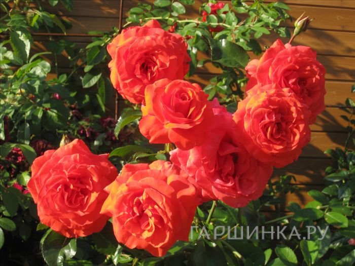 Роза Салита плетистая, Imperial Rose