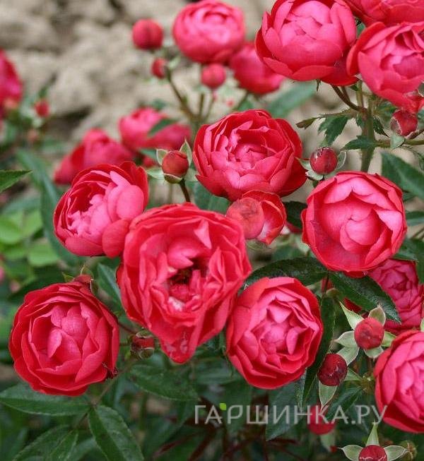 Роза Мутертаг миниатюрная