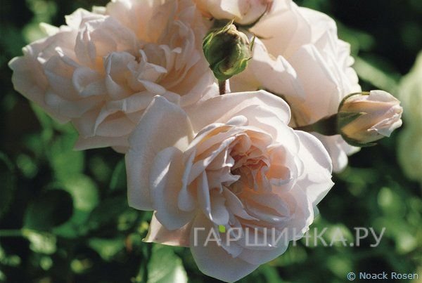 Роза Эстима миниатюрная, Топалович
