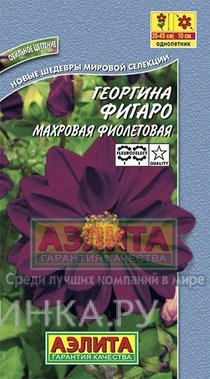 Семена Георгина махровая фиолетовая ц/п