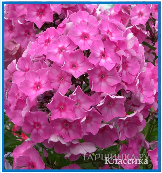 Флокс Классика