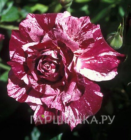 Роза Перпл Тайгер флорибунда, Викс