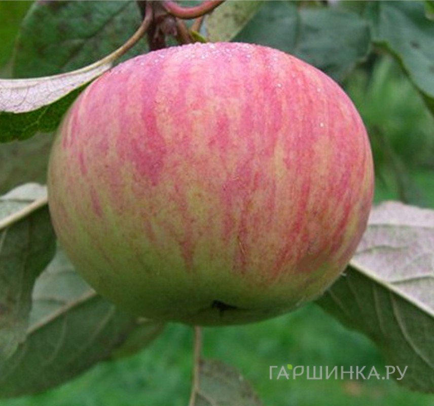 Яблоня Коричное полосатое