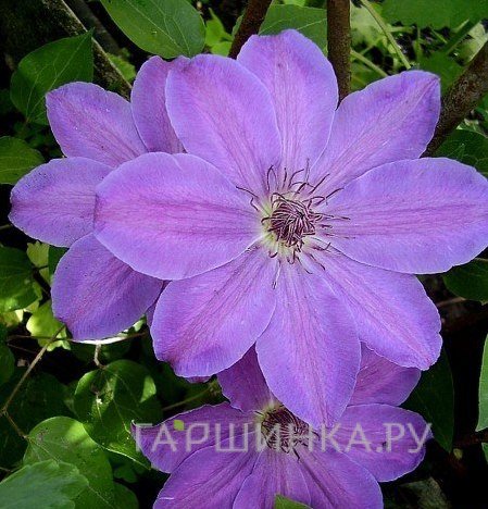 Клематис Балтык крупноцветковый (2)