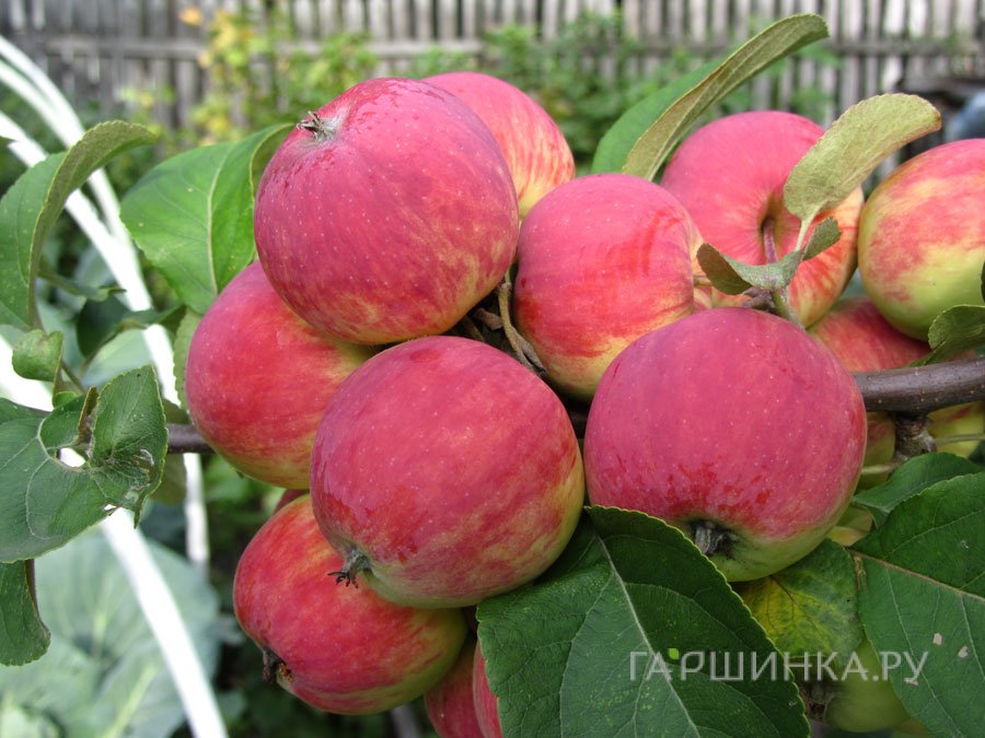 Яблоня Уралец