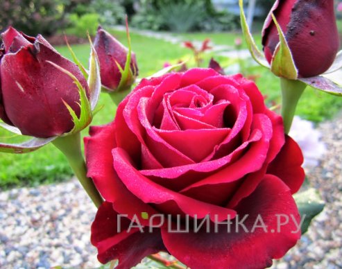 Роза Норита чайно-гибридная, Топалович