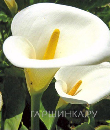 Калла Кристал Бьюти