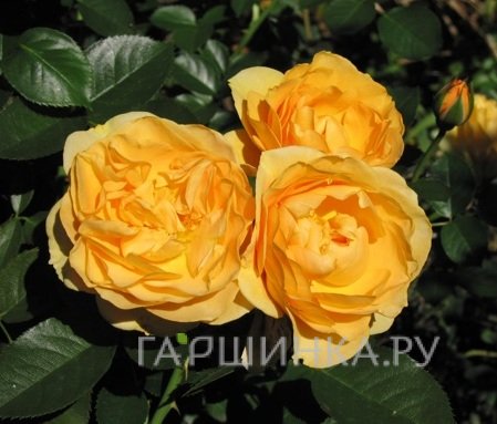 Роза Джулия Чайлд флорибунда, Викс