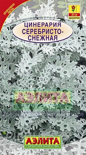 Семена Цинерария Серебристо-снежная