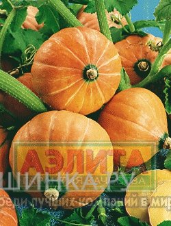 Семена Тыква Россиянка ц/п