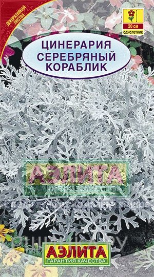 Семена Цинерария Серебряный кораблик
