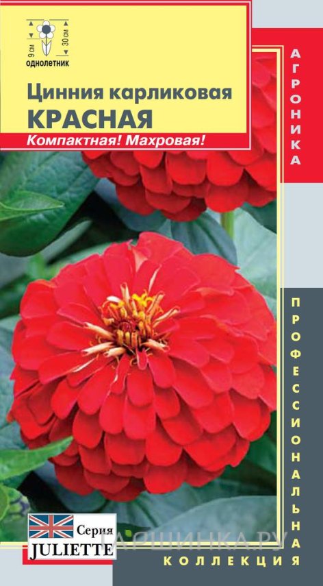 Семена Цинния (серия Juliette) Красная