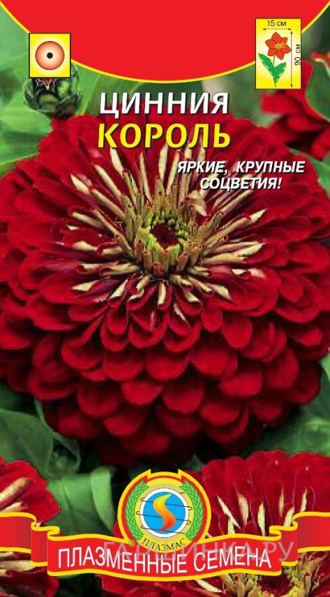 Семена Цинния Король