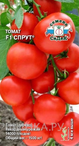 Семена Томат Спрут F1