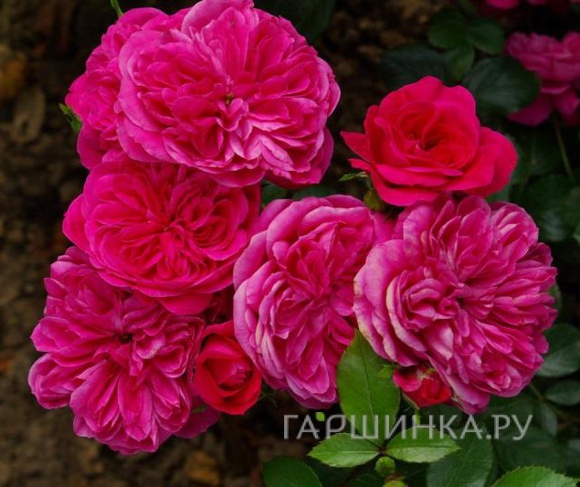 Роза Сангрия флорибунда, Топалович