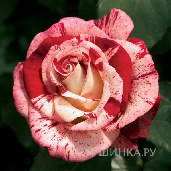 Роза Рок энд Ролл флорибунда, Викс