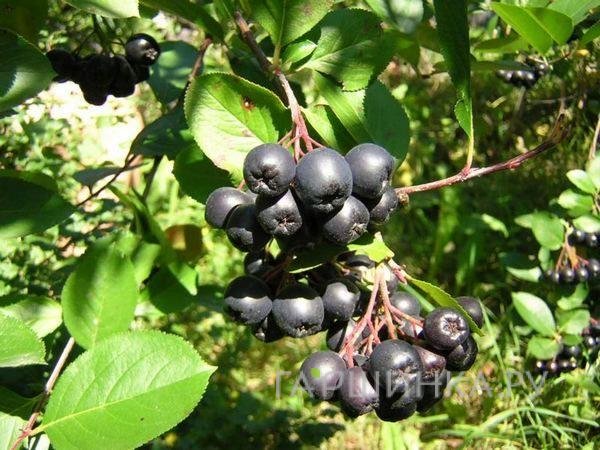 Черноплодная рябина