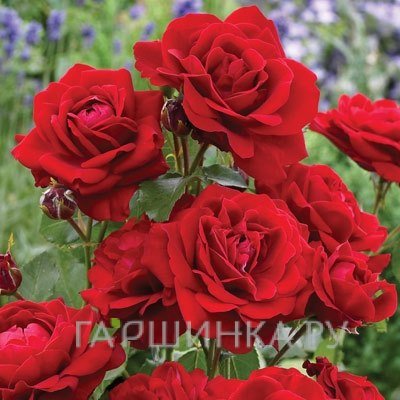Роза Лили Марлен флорибунда, Топалович