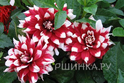 Георгина Дуэт декоративная