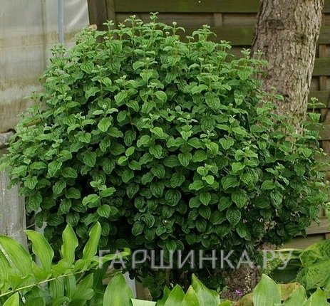 Дерен красный Компресса