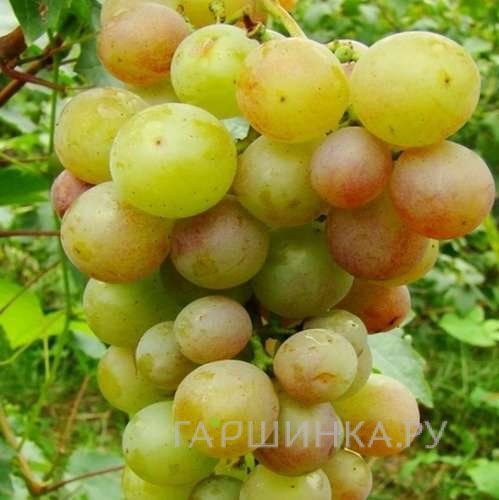 Виноград Русвен плодовый